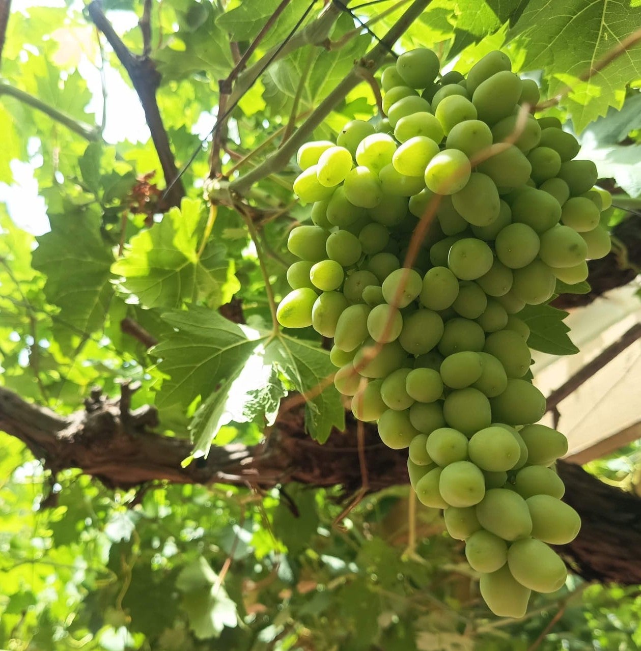 Cultivos como la vid y el olivo pueden verse afectados por una primera ola de calor "adelantada" Cultivos como la vid y el olivo pueden verse afectados por una primera ola de calor "adelantada"