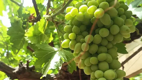 Racimo de uvas madurando Racimo de uvas madurando