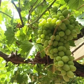 Racimo de uvas madurando Racimo de uvas madurando