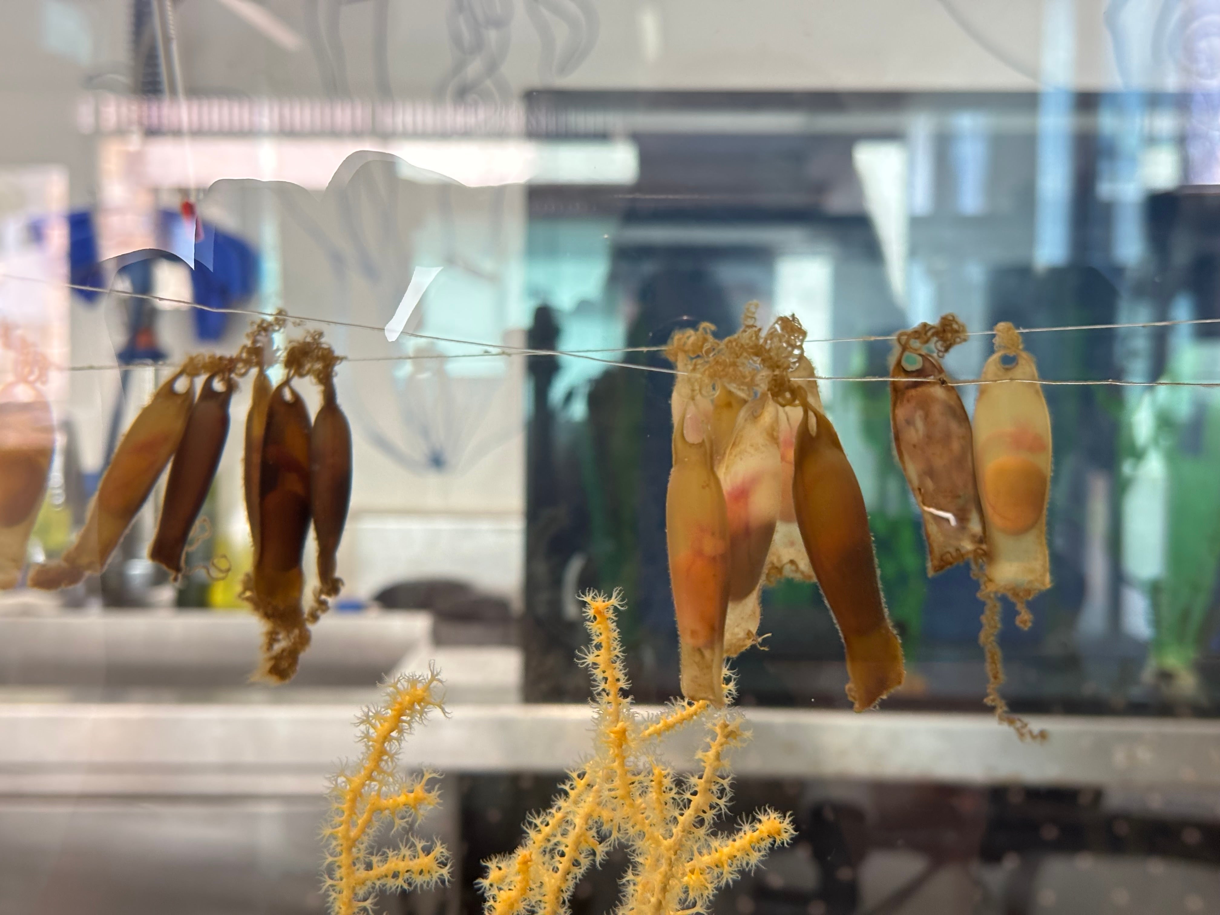 Los tiburones llegan al aula: estudiantes de Castellón logran criar huevos de pintarroja para su conservación Los tiburones llegan al aula: estudiantes de Castellón logran criar huevos de pintarroja para su conservación
