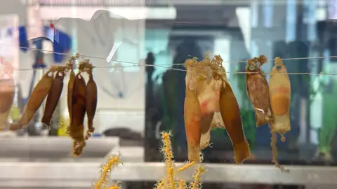 Los tiburones llegan al aula: estudiantes de Castellón logran criar huevos de pintarroja para su conservación Los tiburones llegan al aula: estudiantes de Castellón logran criar huevos de pintarroja para su conservación