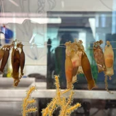 Los tiburones llegan al aula: estudiantes de Castellón logran criar huevos de pintarroja para su conservación Los tiburones llegan al aula: estudiantes de Castellón logran criar huevos de pintarroja para su conservación