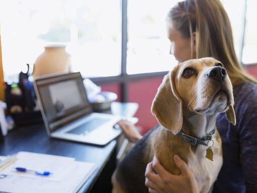 ¿Los perros relacionan los sonidos con las formas? El sorprendente efecto Bouba-Kiki ¿Los perros relacionan los sonidos con las formas? El sorprendente efecto Bouba-Kiki