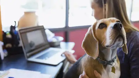 perro trabajo perro trabajo
