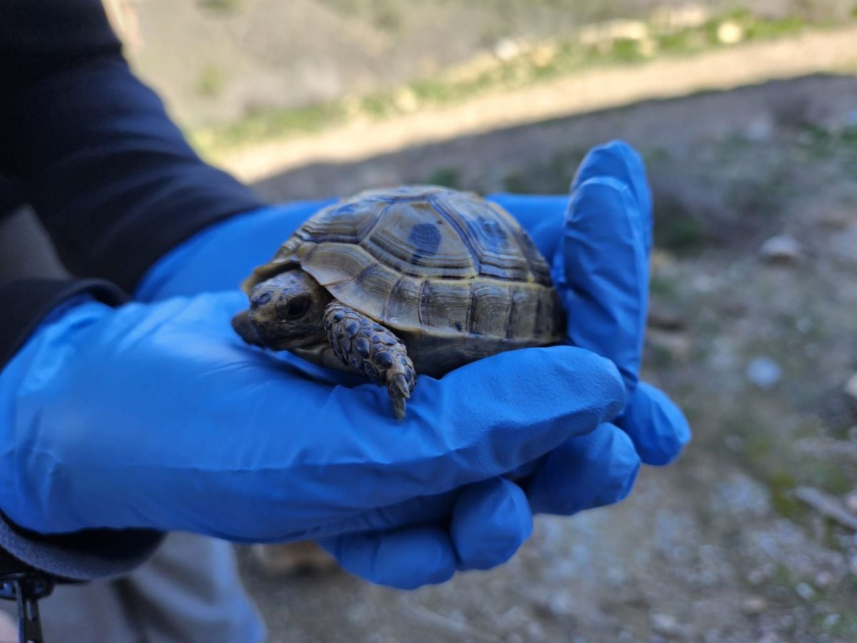 Investigadores de la UMH de Elche lideran la elaboración de la Estrategia Nacional para la conservación de la tortuga mora Investigadores de la UMH de Elche lideran la elaboración de la Estrategia Nacional para la conservación de la tortuga mora