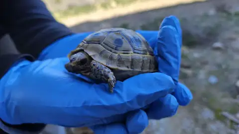Un ejemplar de tortuga mora. Un ejemplar de tortuga mora.