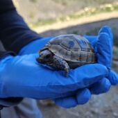 Un ejemplar de tortuga mora.