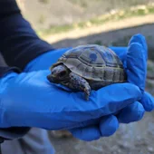 Un ejemplar de tortuga mora. Un ejemplar de tortuga mora.