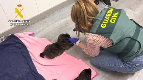 Investigado por colgar una bolsa de un árbol con ocho cachorros de perro en su interior Investigado por colgar una bolsa de un árbol con ocho cachorros de perro en su interior