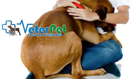 VETERPET VETERPET