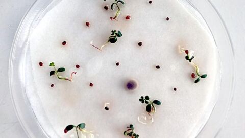 Un estudio de UniOvi constata que las semillas germinan cuando les conviene