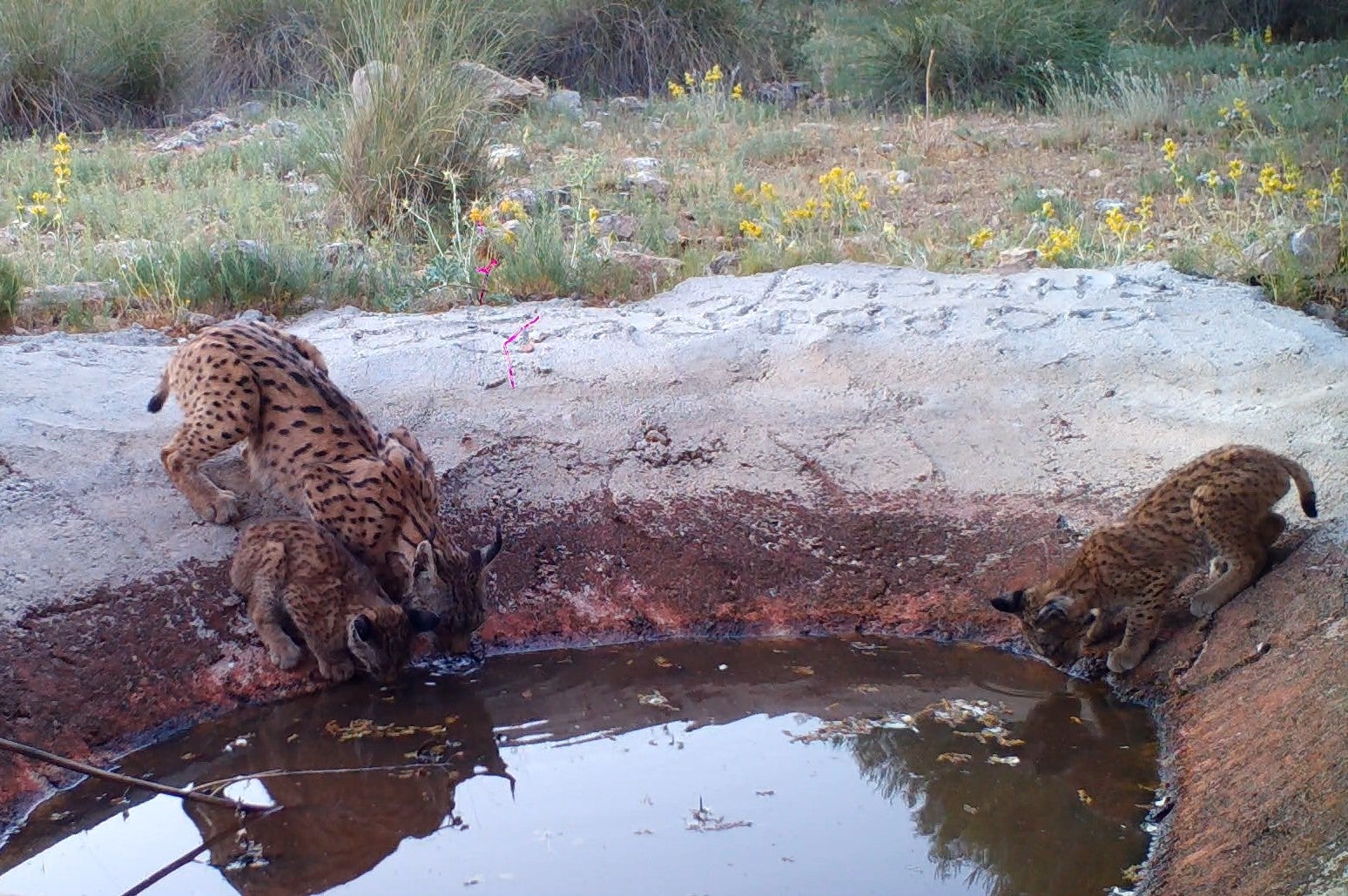 El Gobierno regional celebra el nacimiento de los primeros cachorros de lince ibérico en la provincia de Cuenca El Gobierno regional celebra el nacimiento de los primeros cachorros de lince ibérico en la provincia de Cuenca