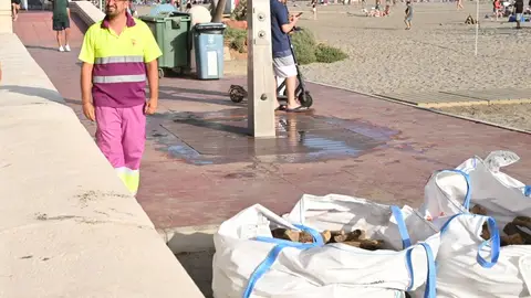 Almería repartirá 50.000 kilos de madera limpia ONDA CERO ALMERIA