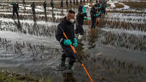 Archivo - Varios agentes de la Guardia Civil siguen buscando cuerpos en la Albufera, a 15 de noviembre de 2024. Archivo - Varios agentes de la Guardia Civil siguen buscando cuerpos en la Albufera, a 15 de noviembre de 2024.