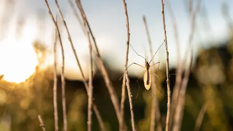 Mosquito culex Mosquito culex