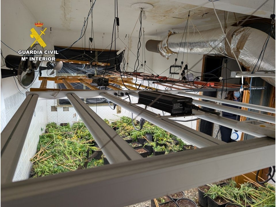 La Guardia Civil desmantela dos plantaciones de marihuana y detiene a dos personas en Sax y Petrer La Guardia Civil desmantela dos plantaciones de marihuana y detiene a dos personas en Sax y Petrer