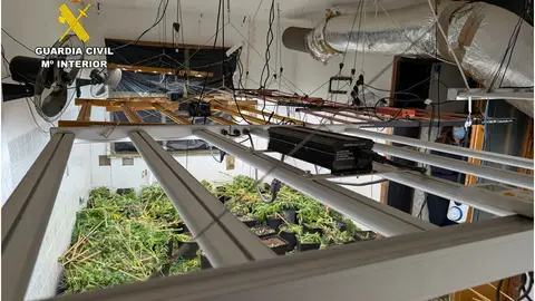 La Guardia Civil desmantela dos plantaciones de marihuana y detiene a dos personas en Sax y Petrer. La Guardia Civil desmantela dos plantaciones de marihuana y detiene a dos personas en Sax y Petrer.