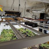 La Guardia Civil desmantela dos plantaciones de marihuana y detiene a dos personas en Sax y Petrer.