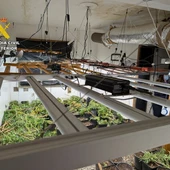 La Guardia Civil desmantela dos plantaciones de marihuana y detiene a dos personas en Sax y Petrer. La Guardia Civil desmantela dos plantaciones de marihuana y detiene a dos personas en Sax y Petrer.
