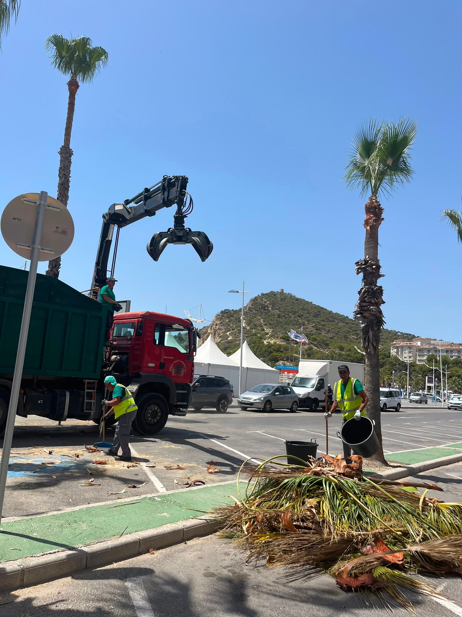 Finestrat continúa trabajando en la poda y saneamiento de cerca de 300 palmeras Finestrat continúa trabajando en la poda y saneamiento de cerca de 300 palmeras