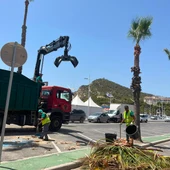 Finestrat continúa trabajando en la poda y saneamiento de cerca de 300 palmeras Finestrat continúa trabajando en la poda y saneamiento de cerca de 300 palmeras