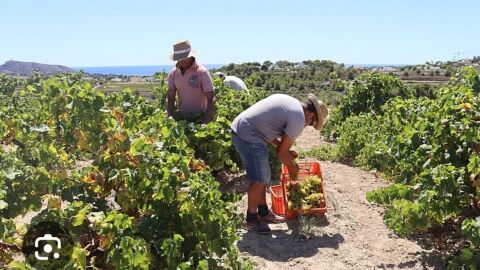 ASAJA Alicante exige medidas urgentes ante la falta de mano de obra que amenaza cultivos estratégicos de la provincia ASAJA Alicante exige medidas urgentes ante la falta de mano de obra que amenaza cultivos estratégicos de la provincia