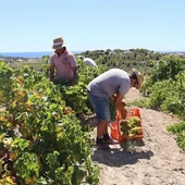 ASAJA Alicante exige medidas urgentes ante la falta de mano de obra que amenaza cultivos estratégicos de la provincia ASAJA Alicante exige medidas urgentes ante la falta de mano de obra que amenaza cultivos estratégicos de la provincia