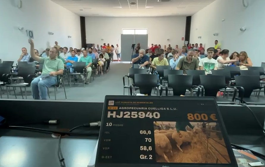 Cita "ineludible" en FERCAM, Manzanares, la 133ª Subasta Nacional de Sementales de Raza Ovina Manchega Cita "ineludible" en FERCAM, Manzanares, la 133ª Subasta Nacional de Sementales de Raza Ovina Manchega