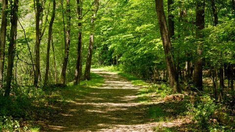Un bosque