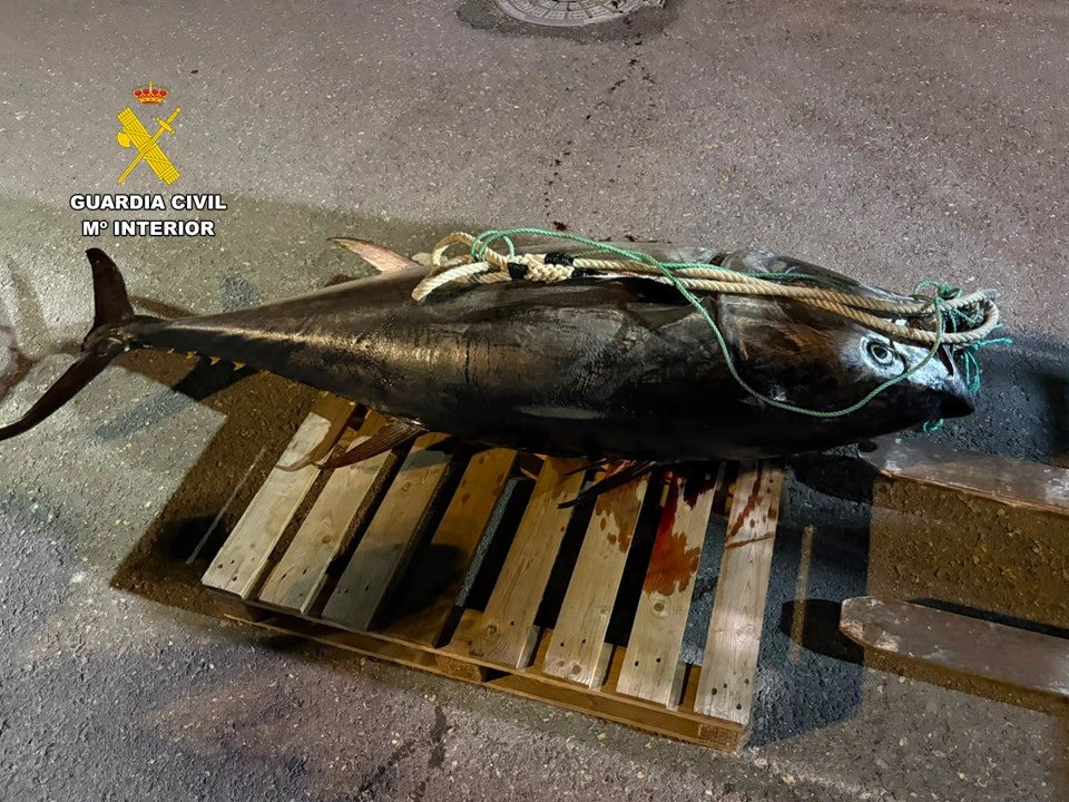 La Guardia Civil interviene un atún rojo de unos 250 kilos capturado de forma furtiva el primer día de la temporada de pesca La Guardia Civil interviene un atún rojo de unos 250 kilos capturado de forma furtiva el primer día de la temporada de pesca