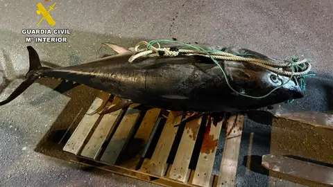 La Guardia Civil interviene un atún rojo de unos 250 kilos capturado de forma furtiva el primer día de la temporada de pesca La Guardia Civil interviene un atún rojo de unos 250 kilos capturado de forma furtiva el primer día de la temporada de pesca