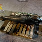 La Guardia Civil interviene un atún rojo de unos 250 kilos capturado de forma furtiva el primer día de la temporada de pesca
