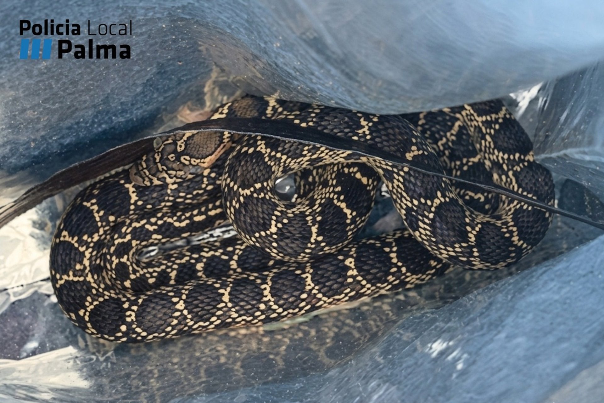 Una serpiente muerde a un policía cuando trataba de atraparla en una vivienda en Palma Una serpiente muerde a un policía cuando trataba de atraparla en una vivienda en Palma