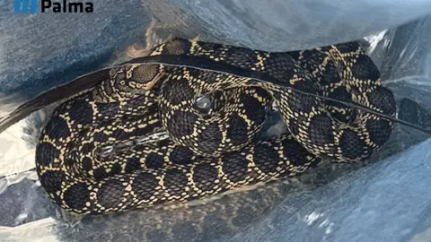 Serpiente capturada en una vivienda de Palma. Serpiente capturada en una vivienda de Palma.