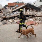  Un rescatista colombiano junto a su perro realiza labores de búsqueda de personas desaparecidas en una zona afectada por los terremotos, este domingo, en Catia La Mar (Venezuela). 