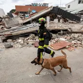 Un rescatista colombiano junto a su perro realiza labores de búsqueda de personas desaparecidas en una zona afectada por los terremotos, este domingo, en Catia La Mar (Venezuela). Un rescatista colombiano junto a su perro realiza labores de búsqueda de personas desaparecidas en una zona afectada por los terremotos, este domingo, en Catia La Mar (Venezuela).