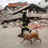 Un rescatista colombiano junto a su perro realiza labores de búsqueda de personas desaparecidas en una zona afectada por los terremotos, este domingo, en Catia La Mar (Venezuela). Un rescatista colombiano junto a su perro realiza labores de búsqueda de personas desaparecidas en una zona afectada por los terremotos, este domingo, en Catia La Mar (Venezuela).