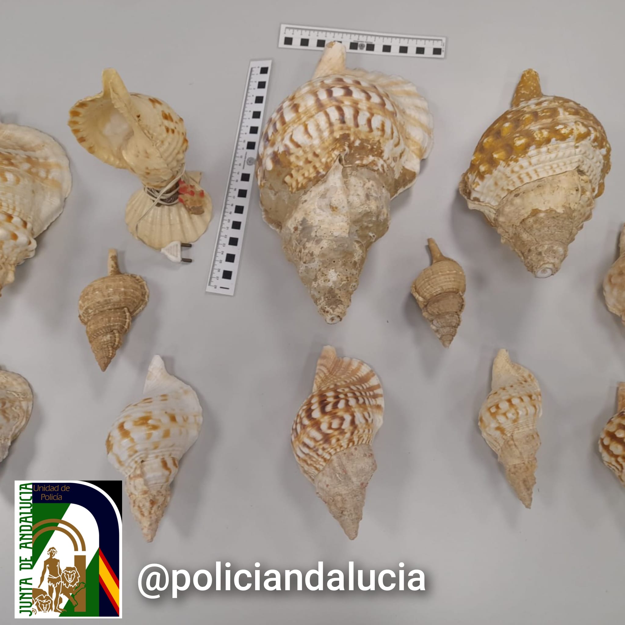 Imagen de las caracolas recuperadas Imagen de las caracolas recuperadas