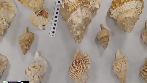 Imagen de las caracolas recuperadas Imagen de las caracolas recuperadas