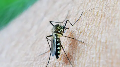 Mosquito portador del virus del Nilo Occidental (VNO). Mosquito portador del virus del Nilo Occidental (VNO).
