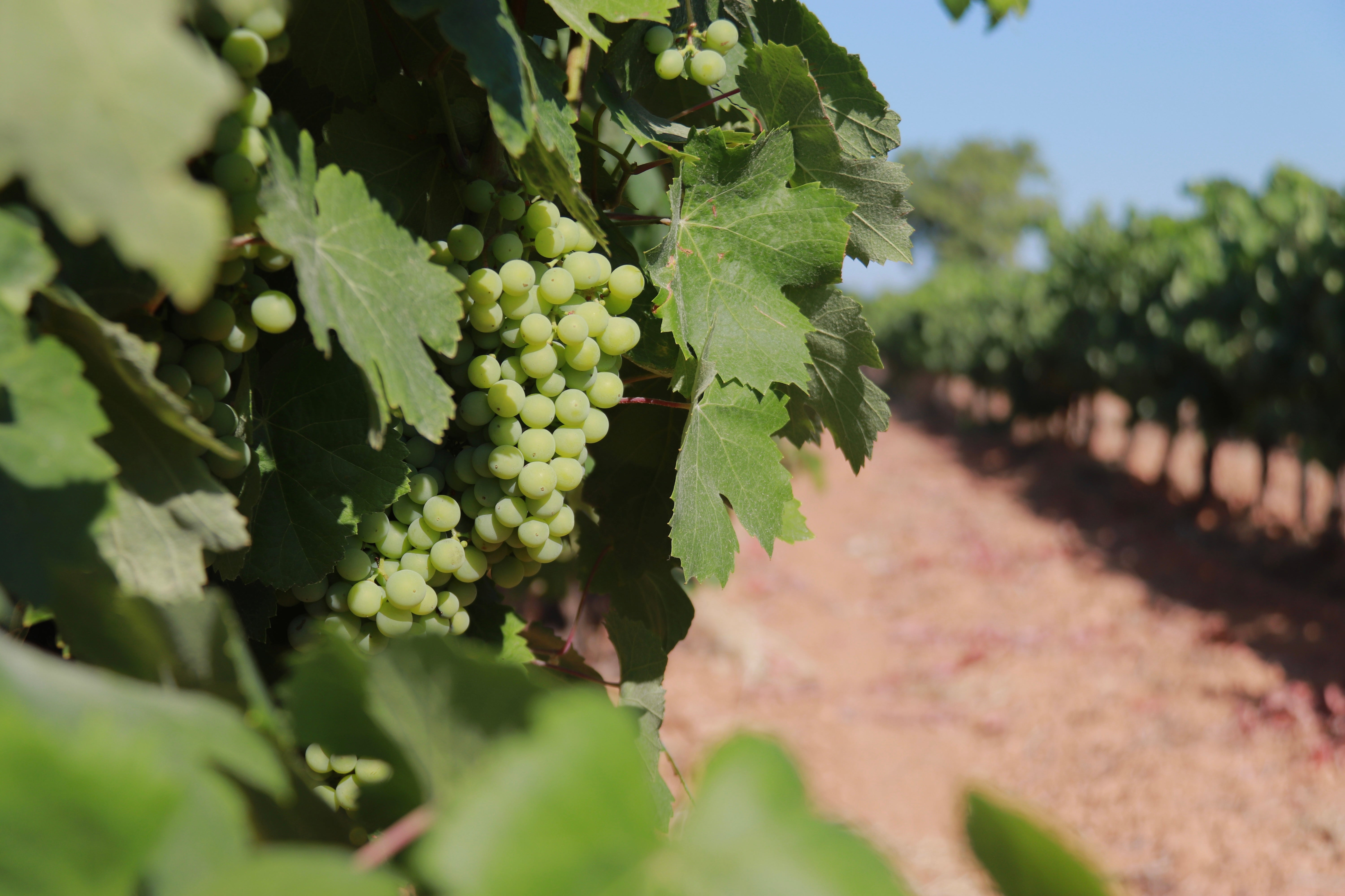 La caiguda del consum de vi i cava posa contra les cordes els viticultors catalans La caiguda del consum de vi i cava posa contra les cordes els viticultors catalans