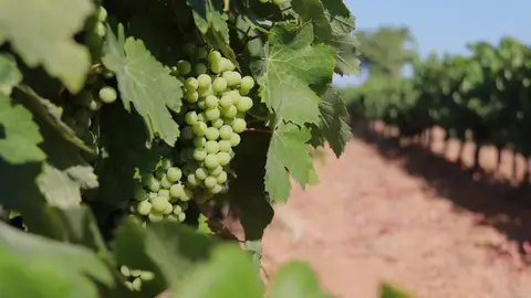 La caiguda del consum de vi i cava posa contra les cordes els viticultors catalans La caiguda del consum de vi i cava posa contra les cordes els viticultors catalans