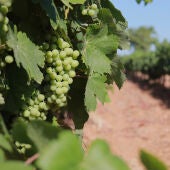 La caiguda del consum de vi i cava posa contra les cordes els viticultors catalans