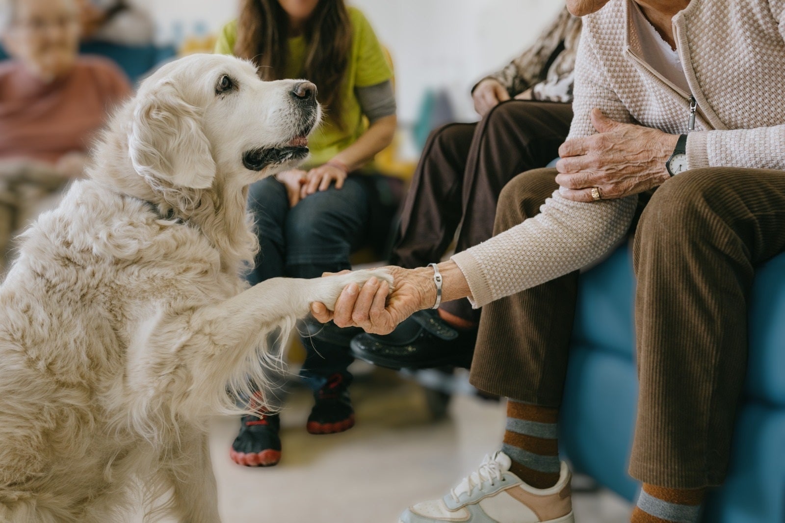 La Fundación Royal Canin y la Fundación ACAVALL colaboran para crear un programa de intervención asistida con perros en residencias de personas mayores La Fundación Royal Canin y la Fundación ACAVALL colaboran para crear un programa de intervención asistida con perros en residencias de personas mayores
