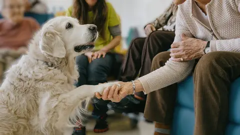 La Fundación Royal Canin y la Fundación ACAVALL colaboran para crear un programa de intervención asistida con perros en residencias de personas mayores La Fundación Royal Canin y la Fundación ACAVALL colaboran para crear un programa de intervención asistida con perros en residencias de personas mayores/ Europa Press