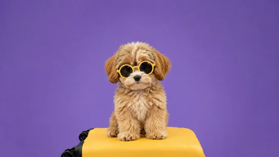 Perro con maleta de vacaciones Perro con maleta de vacaciones