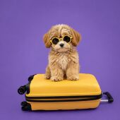 Perro con maleta de vacaciones