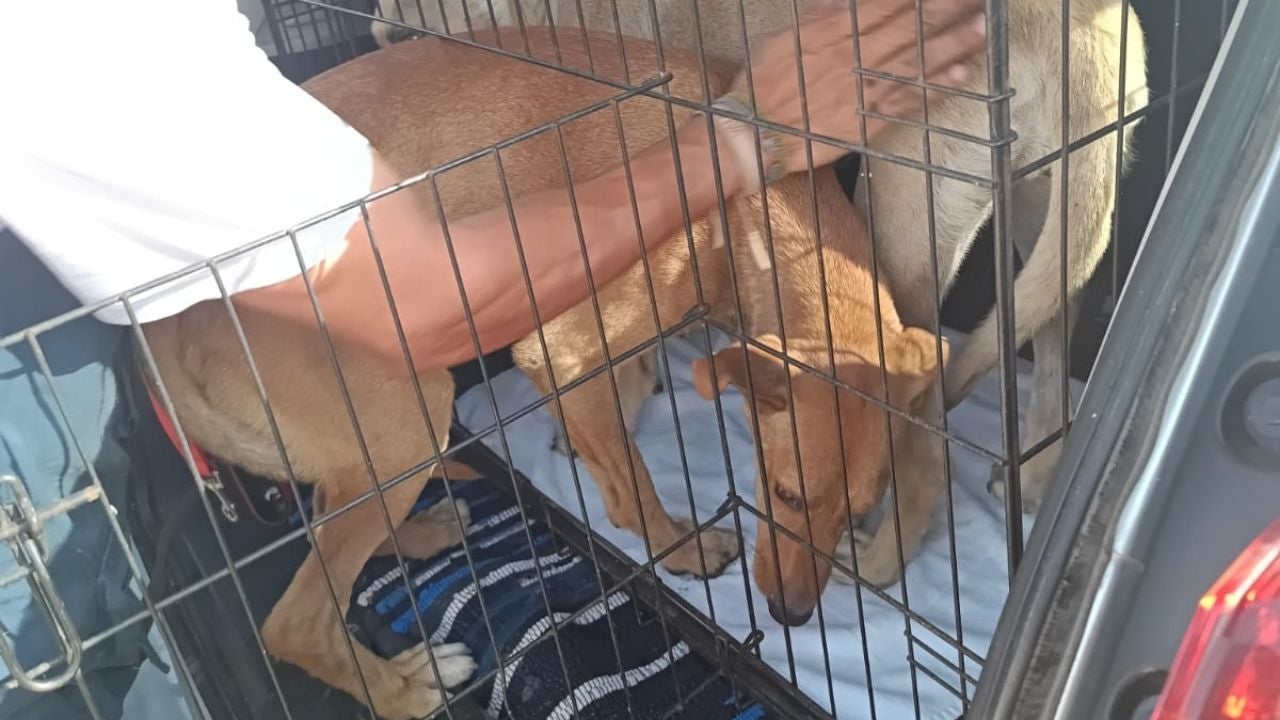 Los vecinos de Bédar regresan a sus hogares y piden ayuda para encontrar a sus mascotas Los vecinos de Bédar regresan a sus hogares y piden ayuda para encontrar a sus mascotas
