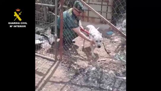 El vídeo del momento en el que la Guardia Civil rescata a un perro atrapado por las ramas tras el incendio