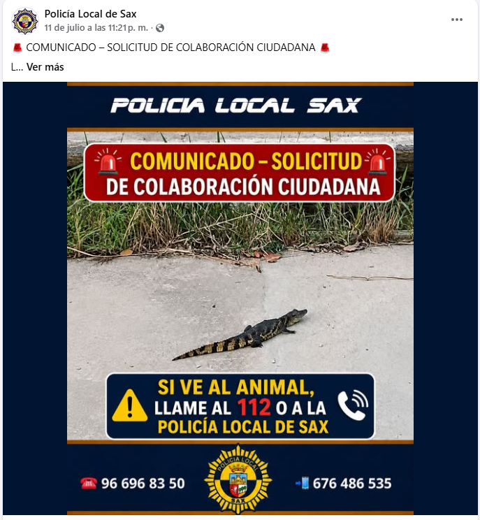 La Policía Local de Sax alerta de la presencia de un "caimán de pequeño tamaño” en la ladera del río Vinalopó a su paso por la localidad La Policía Local de Sax alerta de la presencia de un "caimán de pequeño tamaño” en la ladera del río Vinalopó a su paso por la localidad